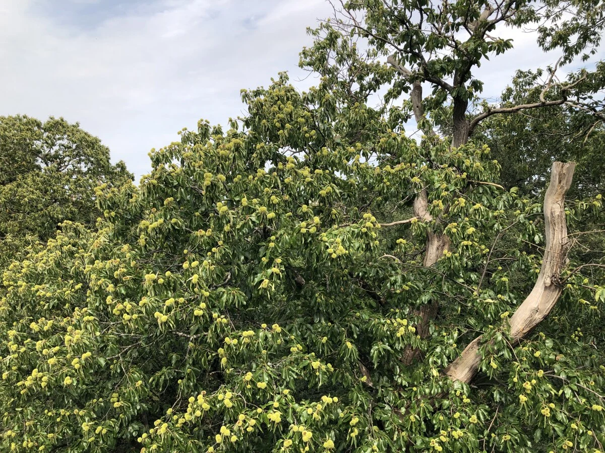 2025-London-Londen-伦敦